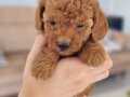 TOY POODLE BEBEKLER İZMİR