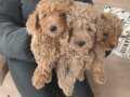TOY POODLE YAVRULAR İZMİRDE
