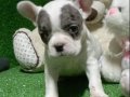 İZMİR SAFKAN FRENÇ BULLDOG