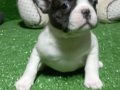 İZMİR SAFKAN FRENÇ BULLDOG