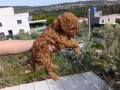 TOY POODLE İZMİR