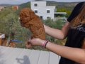 TOY POODLE İZMİR