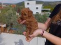 TOY POODLE İZMİR