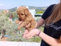 TOY POODLE İZMİR
