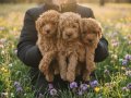 TOY POODLE İZMİR