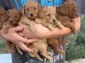TOY POODLE İZMİR