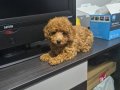 TOY POODLE İZMİR