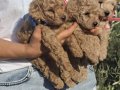 Toy poodle izmir