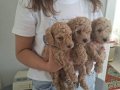 Toy poodle izmir
