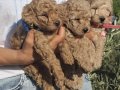 Toy poodle izmir