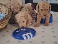 Toy poodle izmir