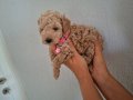 Toy poodle izmir