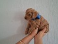 Toy poodle izmir