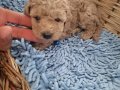 Toy poodle izmir