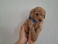Toy poodle izmir