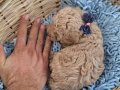 Toy poodle izmir