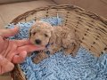 Toy poodle izmir