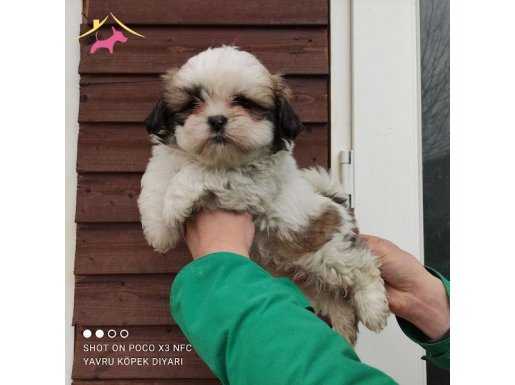 Shih Tzu Bebekler 