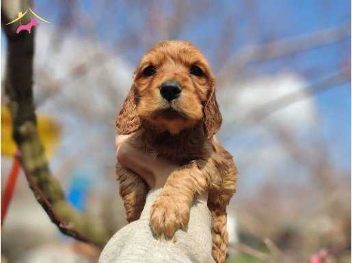 Irk garantili mini cocker yavrularımız