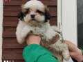 Shih Tzu Bebekler 