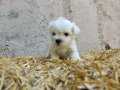 Mini Maltese terrier yavrularımız 