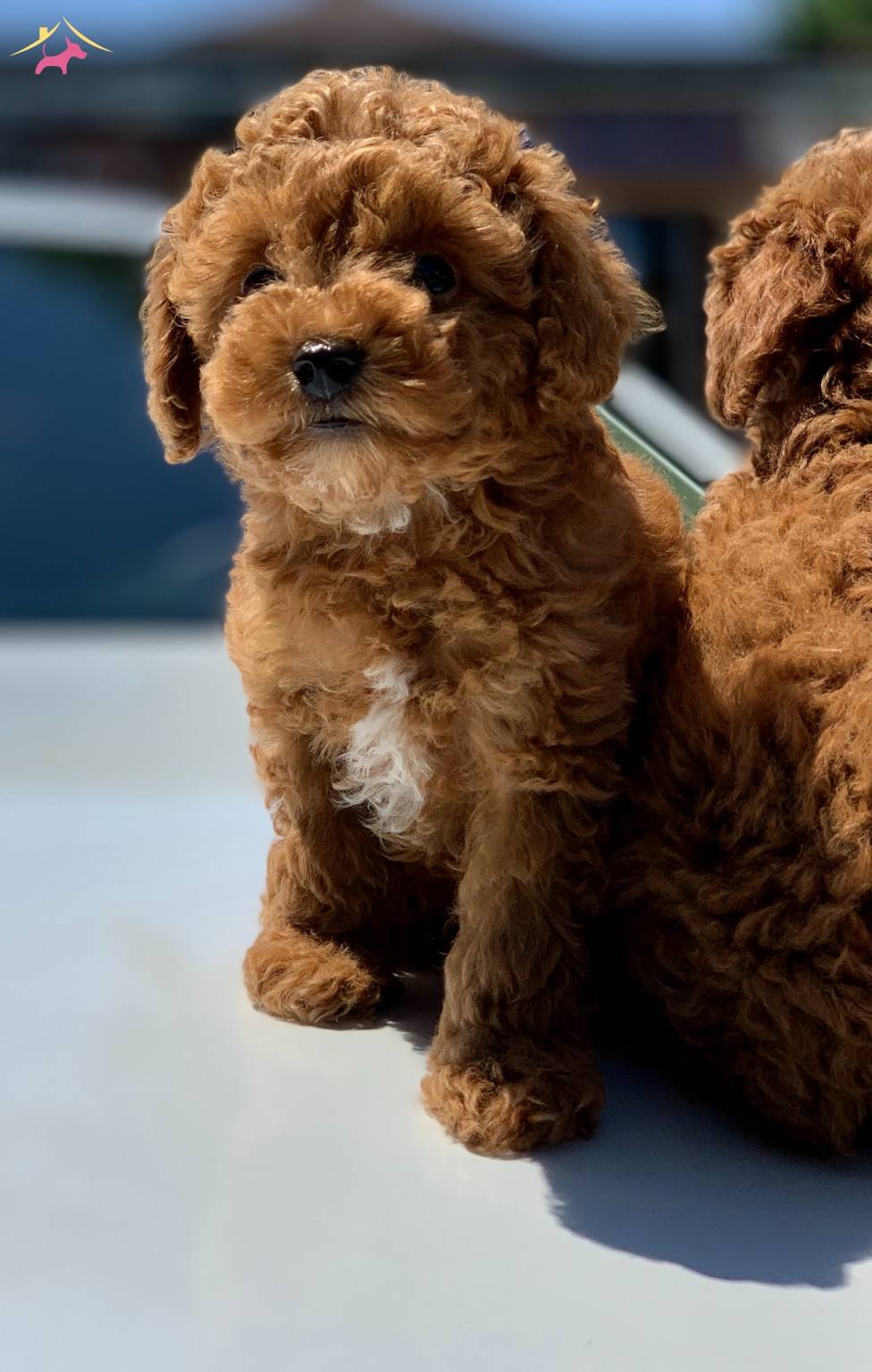 Kızıl renkli mini boy yavru Toy Poodle KÖPEK DÜNYASI