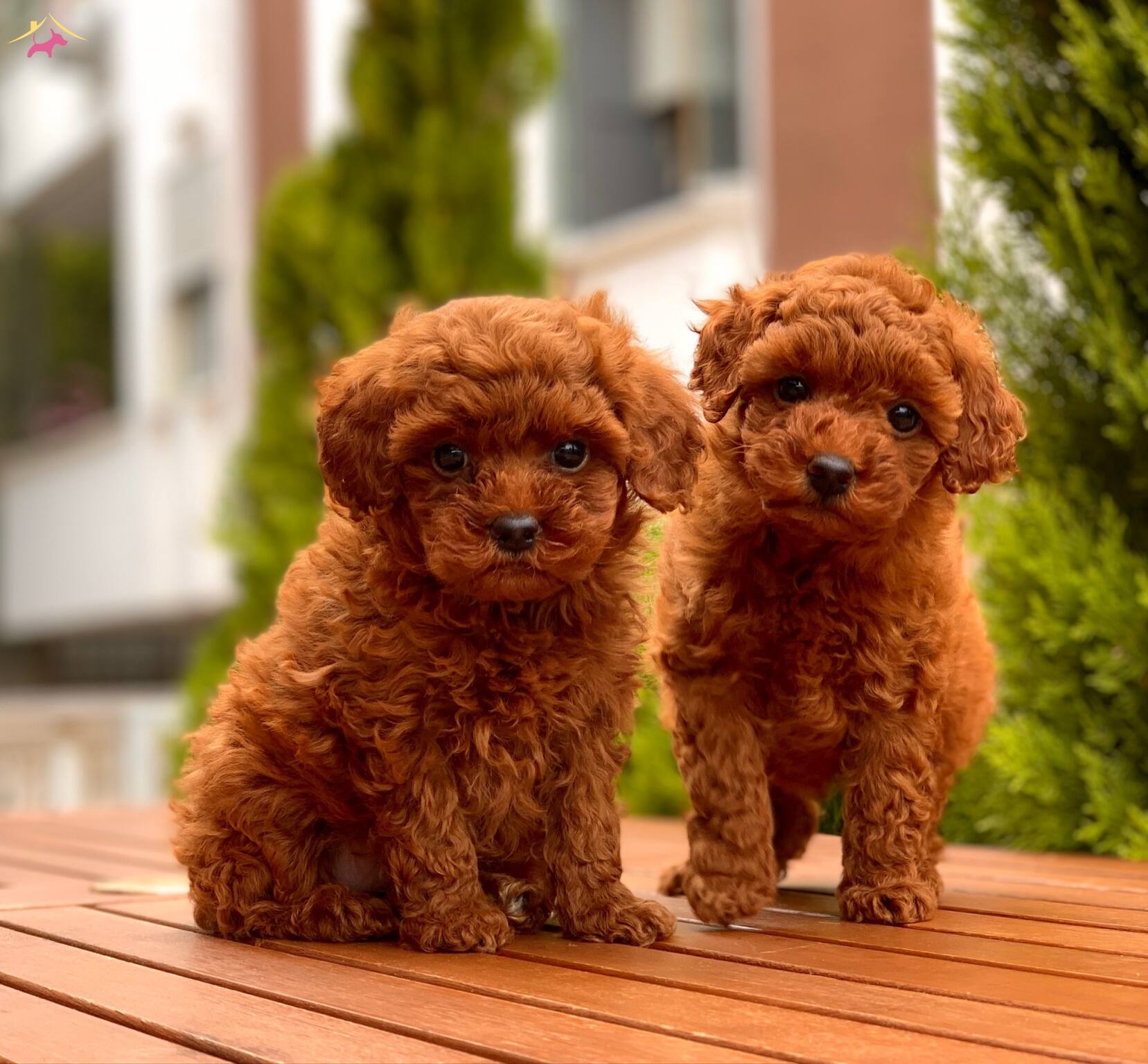 Red Brown Mini Toy Poodle Yavrular.