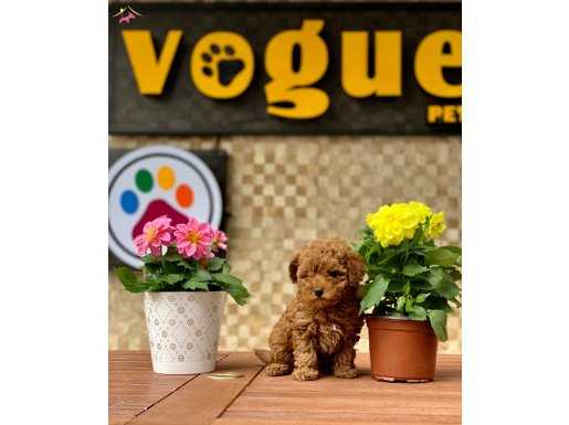 Voguepet Güvencesi İle Toy Poodle Yavrular 