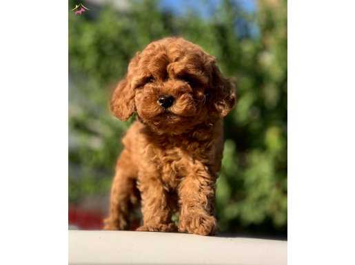 Red TOY POODLE YAVRULAR 