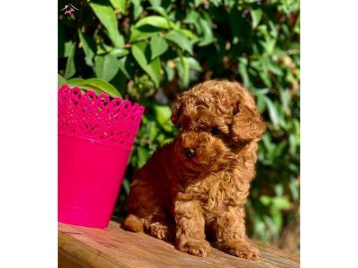 RED BROWN MİNİ TOY POODLE YAVRULAR