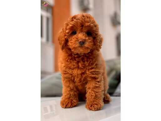 Red Brown Toy Poodle 