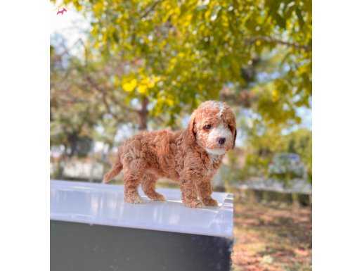 Bicolor Red Toy Poodle 