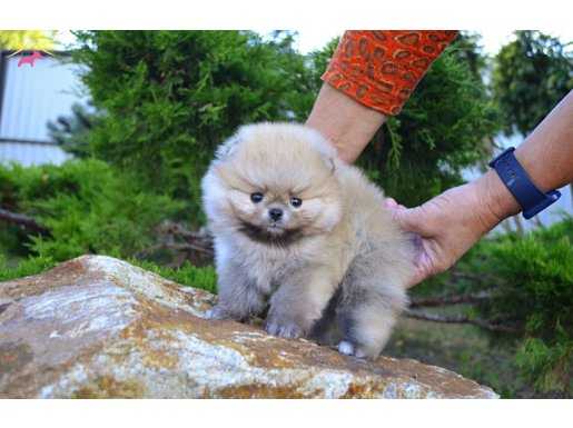 Mini Pomeranian Boo