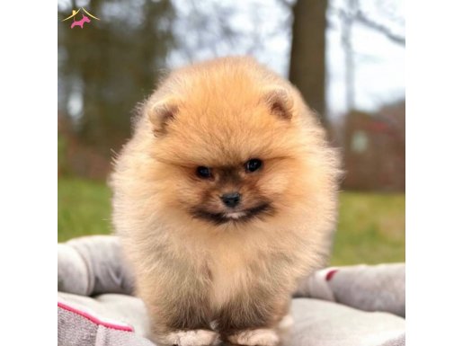 Teddy Pomeranian Boo Yavru 