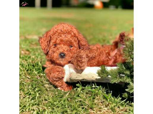 Red BROWN Mini Toy Poodle Yavrular 