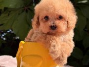 Orjinal Mini Maltipoo Yavrular 