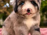 Mavi Gözlü Bernedoodle yavru 