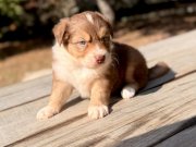 Aussie Avustralya Çoban Köpeği 