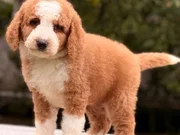 Labradoodle Yavrular 