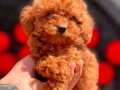 Red Brown Mini Toy Poodle Yavru 