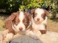 Safkan Orjinal Mavi Gözlü Border Collie Yavrular 