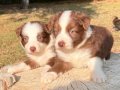 Safkan Orjinal Mavi Gözlü Border Collie Yavrular 