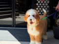 LABRADOODLE BERNEDOODLE YAVRULAR 
