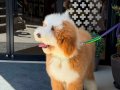 LABRADOODLE BERNEDOODLE YAVRULAR 