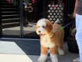 LABRADOODLE BERNEDOODLE YAVRULAR 
