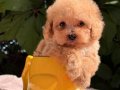 Orjinal Mini Maltipoo Yavrular 
