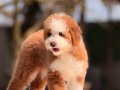 Giant Dev Poodle Yavrular 