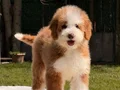 Giant Dev Poodle Yavrular 