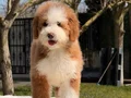 Giant Dev Poodle Yavrular 