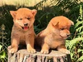 Shiba inu Yavru 